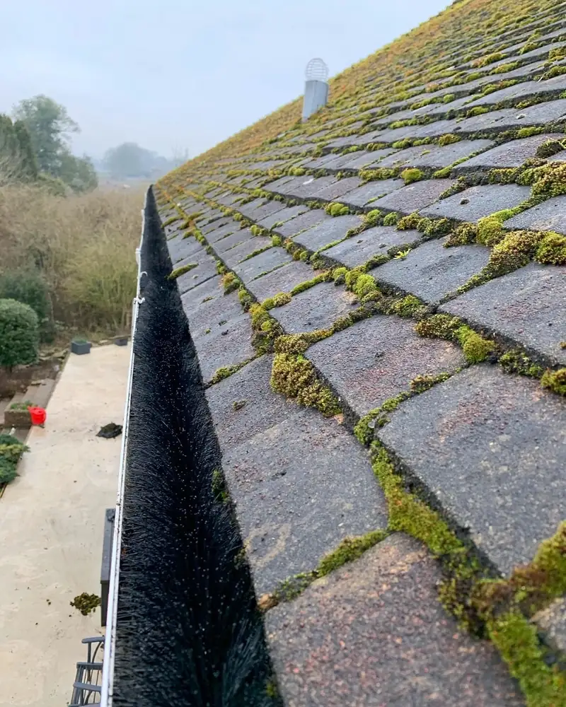 Gutter full of moss along a tiled roof