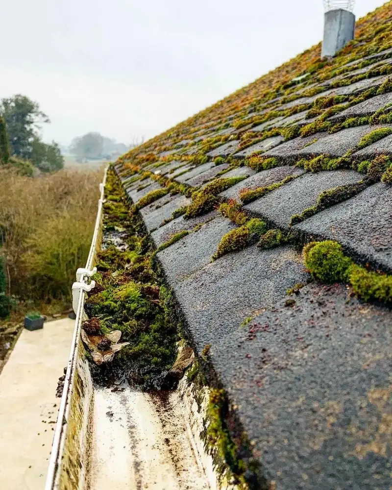 Moss growing on roof tiles above a gutter